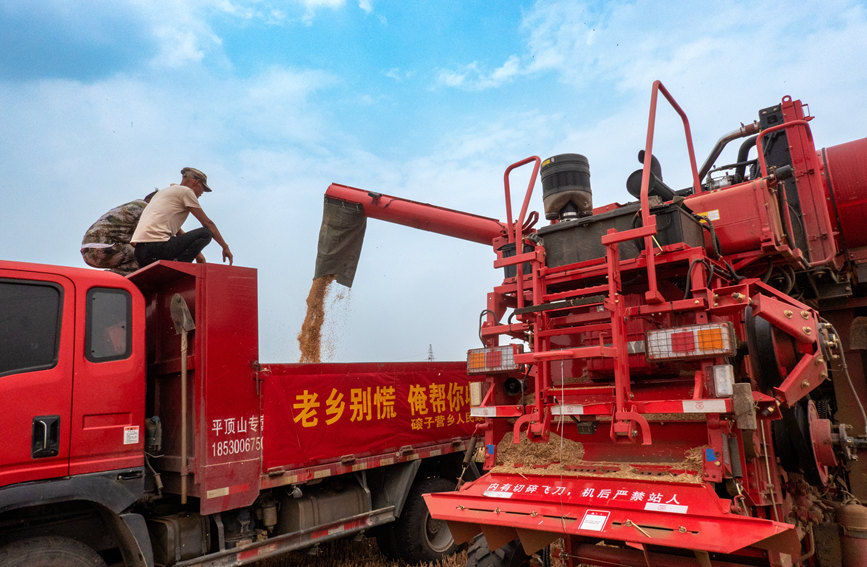 魯山縣組織多種形式的志愿隊伍，幫助困難群眾解決夏收夏種難題。葉全花攝