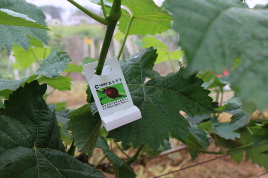 綠色的水果枝葉上掛著赤眼蜂卵卡。受訪單位供圖