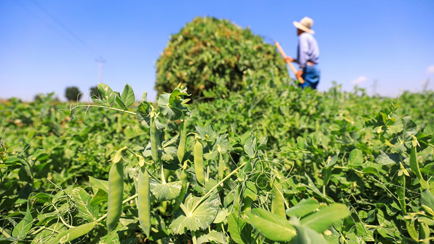 河北省唐山市灤南縣宋道口鎮(zhèn)崔董各莊村農(nóng)民在田間收獲豌豆。張永新攝