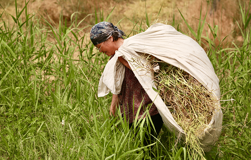 村民在收割油菜花，臉上綻放著豐收的喜悅。陳英華攝