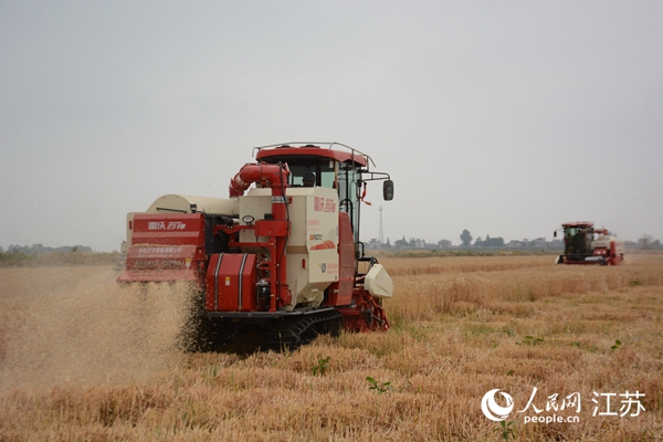 5月下旬，勝利圩高標準農(nóng)田內(nèi)，大型收割機作業(yè)。韋東寧攝