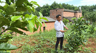 泉塘村村民正在修剪柚子樹樹枝。單位供圖