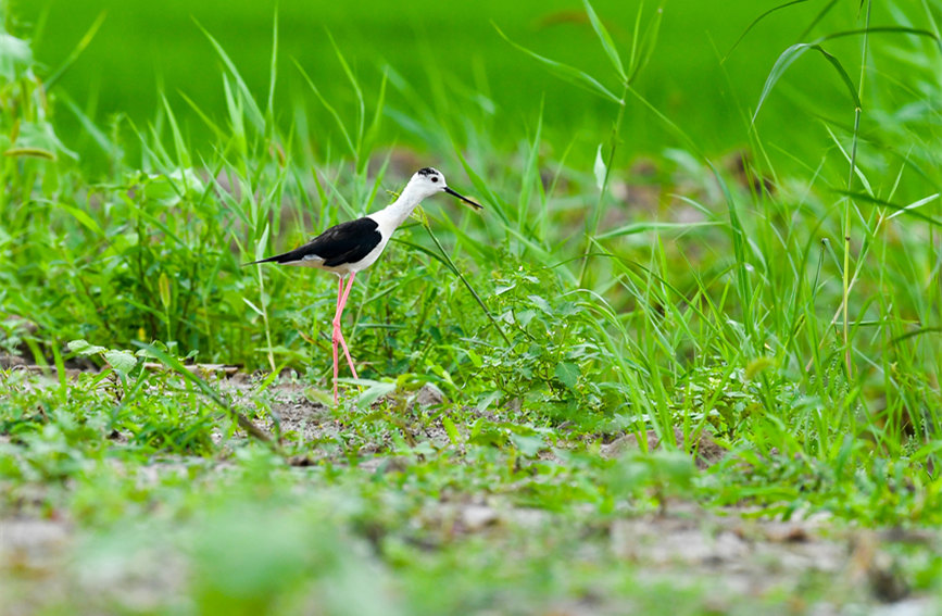 生態(tài)綠屏修復(fù)完成，吸引眾多野生動物在此棲息繁衍。翟鑫彬攝