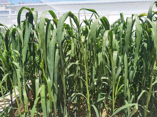 河北省張家口農(nóng)科院試驗(yàn)田中的“張雜谷”正在茂盛生長(zhǎng)。 受訪者供圖