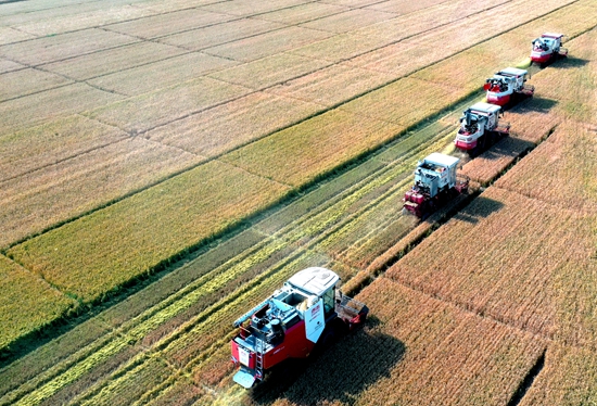 今年6月，河北省衡水市阜城縣碼頭鎮(zhèn)戈家墳村的麥田里，大型聯(lián)合收割機(jī)“組團(tuán)”作業(yè)。 苗鳳強(qiáng)攝