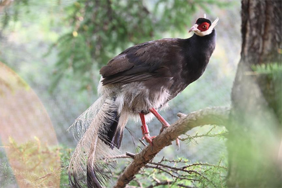 小五臺山國家級自然保護(hù)區(qū)繁育基地中的褐馬雞。姚偉強(qiáng)攝