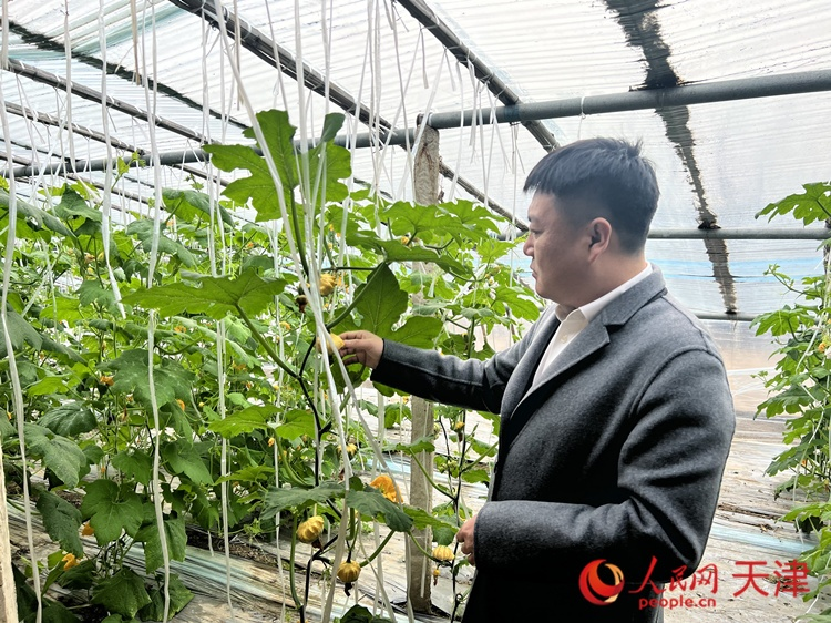 西青區(qū)辛口鎮(zhèn)大杜莊村黨總支書記、村委會主任畢紅鴿介紹當(dāng)下大棚里種植的造型奇特的文玩葫蘆。  人民網(wǎng) 孫翼飛攝