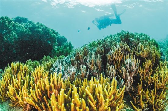 在三亞蜈支洲島附近海域，游客在體驗海底美景。 本報記者 武威 通訊員 韋尚婷 攝