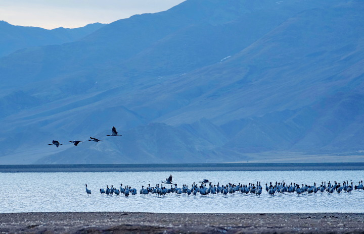 鏡觀·回響丨西部生態(tài)建設(shè):以高水平保護支撐高質(zhì)量發(fā)展
