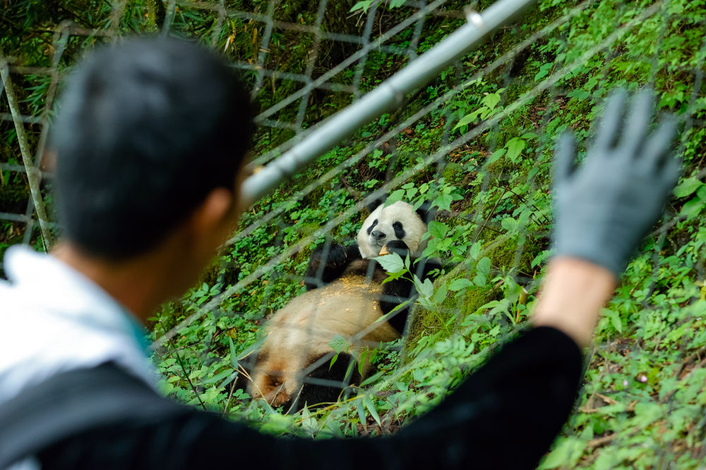 鏡觀·回響丨西部生態(tài)建設(shè):以高水平保護支撐高質(zhì)量發(fā)展