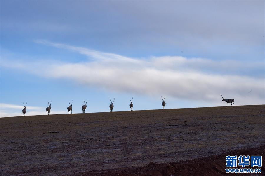 (新華全媒頭條·圖文互動)(1)跨越半個世紀的生命遷徙——西藏極高海拔生態(tài)搬遷破解人與自然共生難題