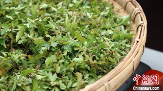 圖為班瑪藏雪茶?！O睿 攝