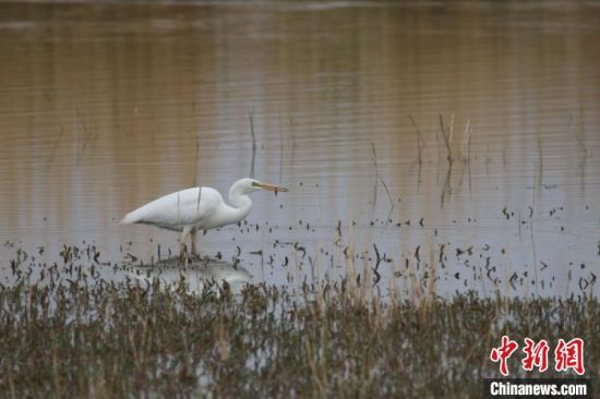 圖為大白鷺?？婶斂撕?托素湖自然保護區(qū)服務(wù)中心供圖 　　