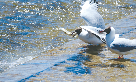 湟魚盛宴。
