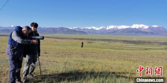 圖為工作人員正在進(jìn)行黑頸鶴衛(wèi)星跟蹤和環(huán)志工作?！∑钸B山國家公園青海省管理局供圖 攝