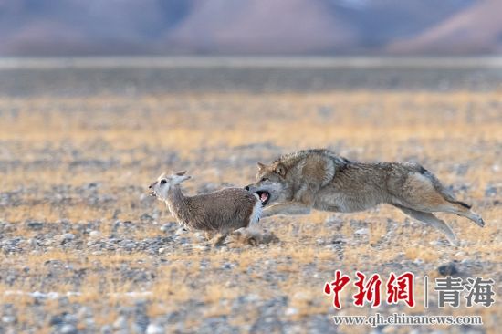 圖為獲獎(jiǎng)作品。同海元供圖