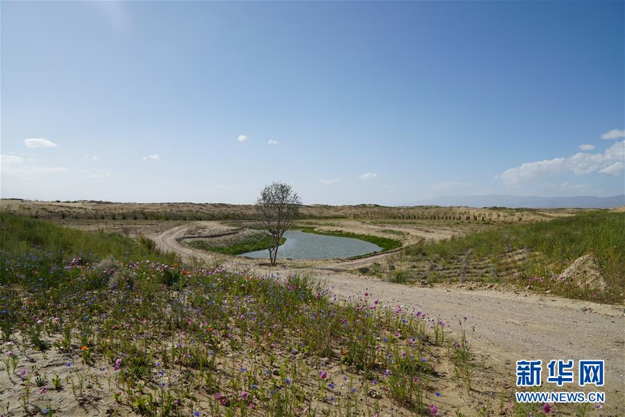 （決戰(zhàn)決勝脫貧攻堅·圖文互動）（4）高原鄉(xiāng)鎮(zhèn)沙珠玉 治沙斗貧成“綠海”——青海省共和縣沙珠玉鄉(xiāng)采訪見聞