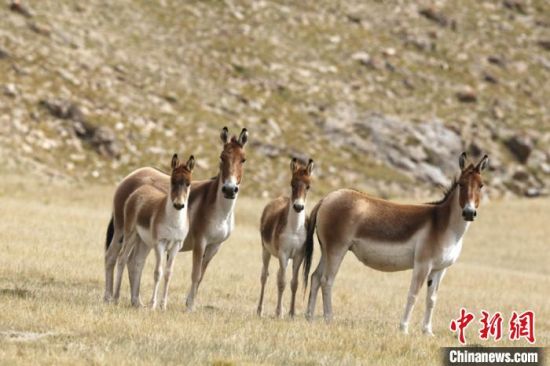 圖為三江源國家公園資料圖。三江源國家公園管理局供圖 　　