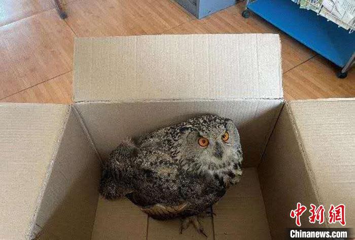 圖為青海省西寧市大通縣公安局森林警察大隊(duì)民警救助的國(guó)家二級(jí)保護(hù)野生動(dòng)物——雕鸮?！∏嗪Ｊ」矎d森林警察總隊(duì)供圖 攝