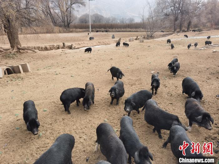 圖為藏香豬。　祁增蓓 攝