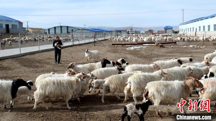 圖為馬金山查看羊羔長勢?！±铍h 攝