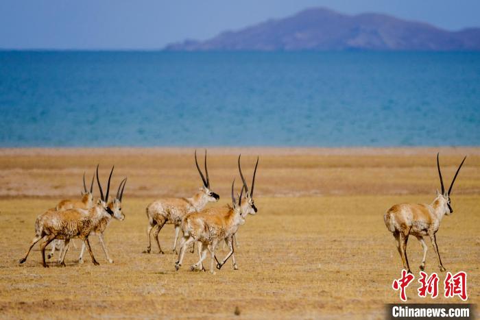 圖為西藏藏羚羊在色林錯湖邊覓食，隨著保護措施的不斷加強，如今西藏藏羚羊種群數(shù)量獲得恢復(fù)性增長。　江飛波 攝