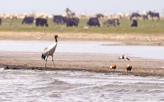  仙女灣一只黑頸鶴正在湖邊覓食。攝影：海東