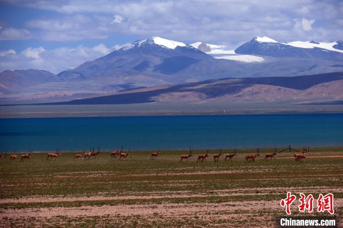 從317國(guó)道遠(yuǎn)眺達(dá)則錯(cuò)，湖岸藏羚羊與雪山美景令人矚目?！?lt;a target='_blank' ><p  align=