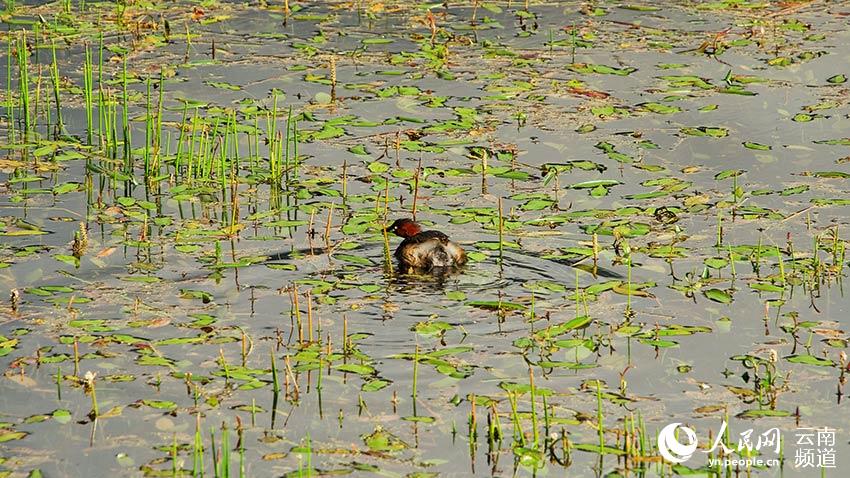 納帕海濕地內(nèi)遷徙停留的鳥。呂昊辰攝