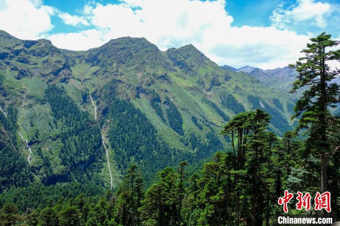 圖為西藏玉麥鄉(xiāng)森林資源。(資料圖) 江飛波 攝