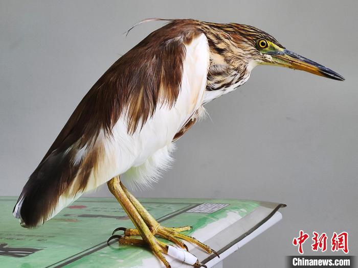 圖為被救助的國(guó)家一級(jí)重點(diǎn)保護(hù)動(dòng)物池鷺。　柳澤田 攝