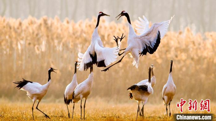 江蘇鹽城黃海濕地上的丹頂鶴?！←}城市委宣傳部供圖