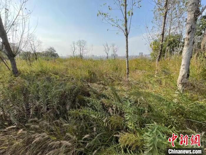 發(fā)現(xiàn)的加拿大一枝黃花。　楊波 攝