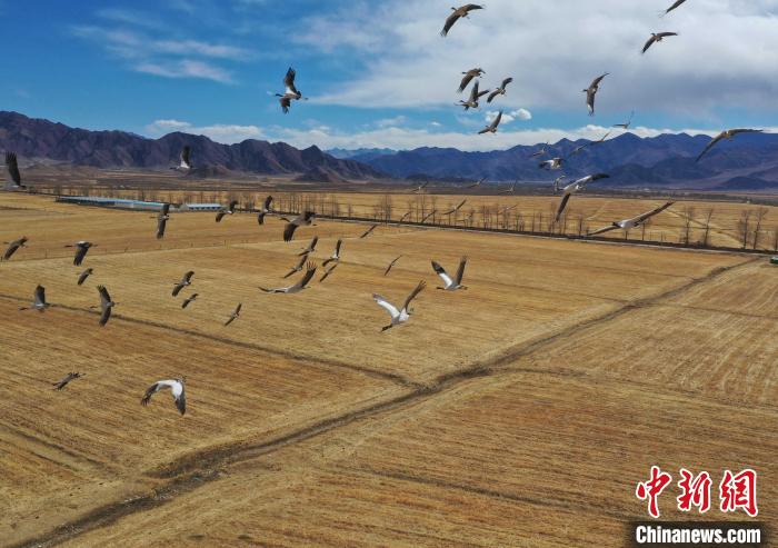 圖為黑頸鶴在拉薩市林周縣境內(nèi)飛翔。　貢嘎來松 攝