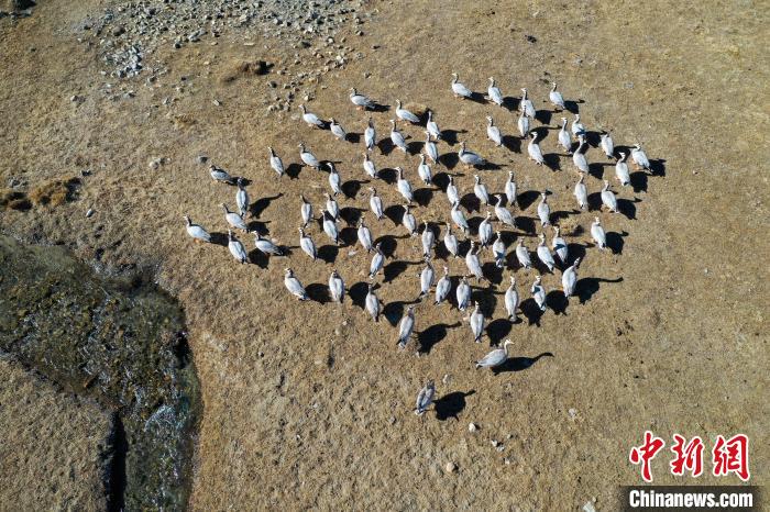 圖為拉薩市林周縣境內(nèi)越冬的候鳥?！∝暩聛硭?攝