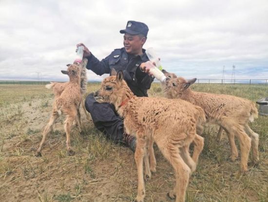 生命禁區(qū)的超級“奶爸”。