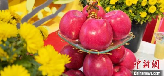 2021年10月15日，中國蘋果首屆產(chǎn)銷峰會暨甘肅平?jīng)龉焚Q(mào)易大會在平?jīng)鍪徐o寧縣開幕。(資料圖) 魏建軍 攝