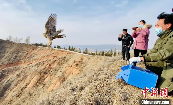 青海:救助、放歸四只國家二級保護野生動物