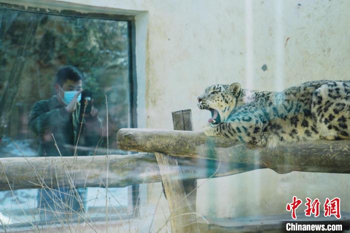 圖為雪豹“奶爸”史壽軍正在直播?！●R銘言 攝