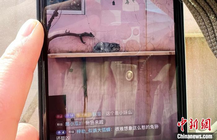 圖為雪豹“奶爸”史壽軍正在直播?！●R銘言 攝