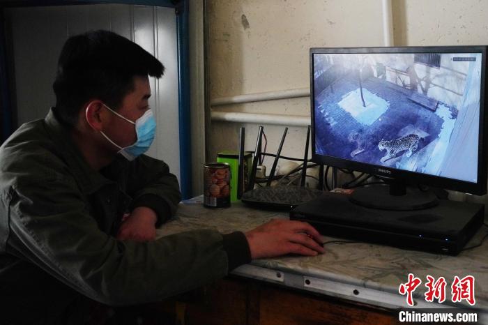 圖為雪豹“奶爸”史壽軍通過監(jiān)控察看雪豹情況?！●R銘言 攝