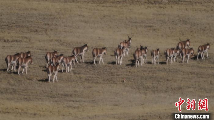 圖為草地上的西藏野驢?！“簿S斌 攝