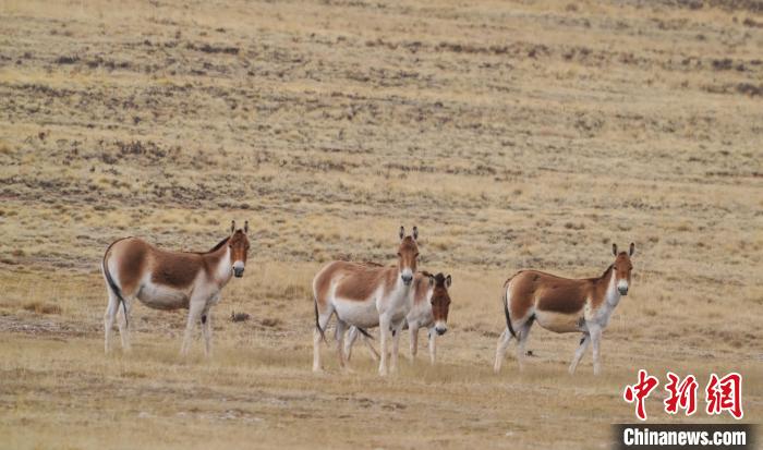 圖為草地上的西藏野驢?！“簿S斌 攝