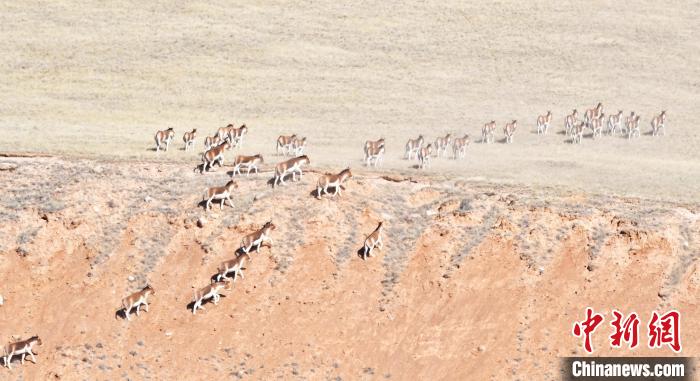 圖為西藏野驢奔跑在山間。　武雪峰 攝