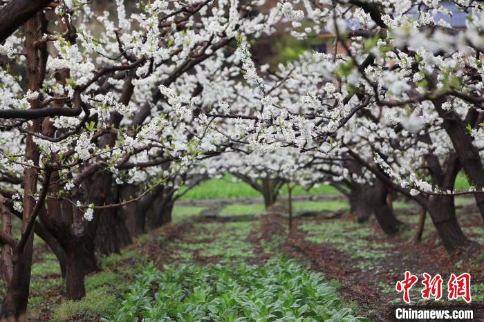 四川茂縣：8萬(wàn)余畝李花盛開(kāi)美如畫