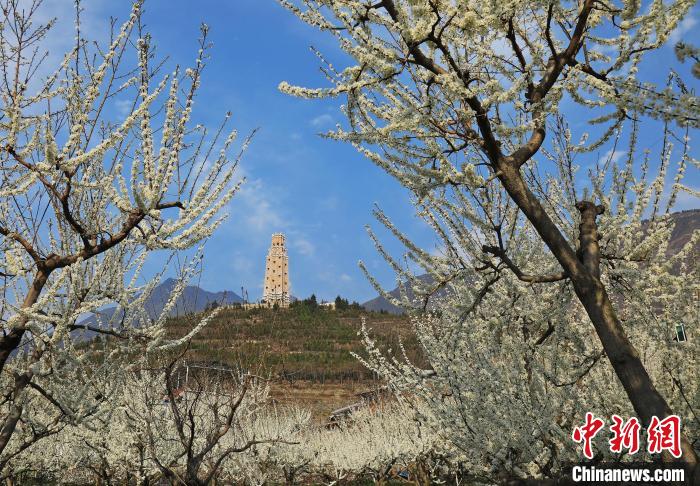 潔白的李花與碉樓交相輝映，勾勒出一幅美麗的和諧生態(tài)畫卷?！『吻搴?攝