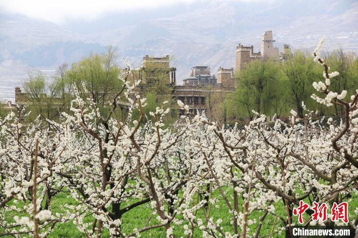 潔白的李花與村寨交相輝映，勾勒出一幅美麗的和諧生態(tài)畫卷?！『吻搴?攝