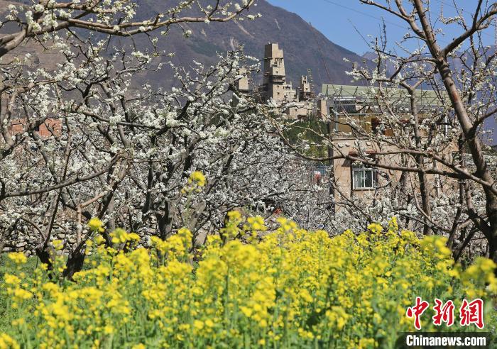 潔白的李花與村寨交相輝映，勾勒出一幅美麗的和諧生態(tài)畫卷。　何清海 攝
