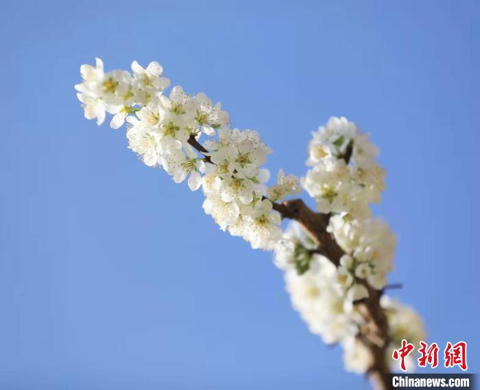 李花盛開(kāi)?！『吻搴?攝