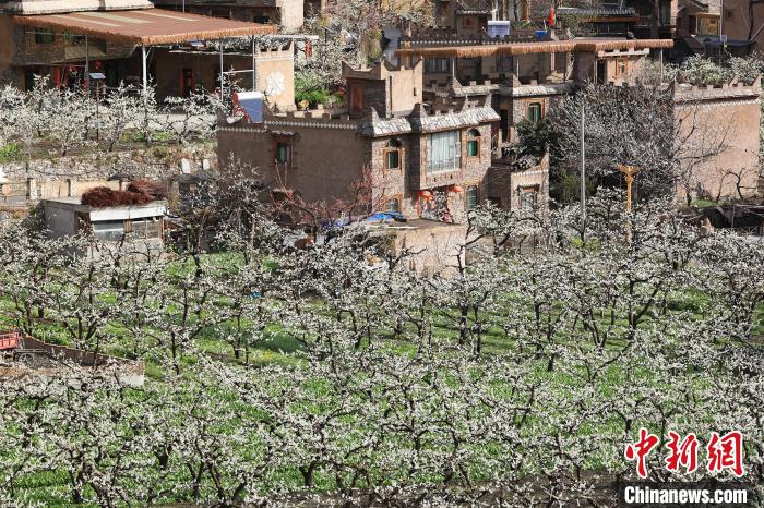 潔白的李花與村寨交相輝映，勾勒出一幅美麗的和諧生態(tài)畫卷?！『吻搴?攝